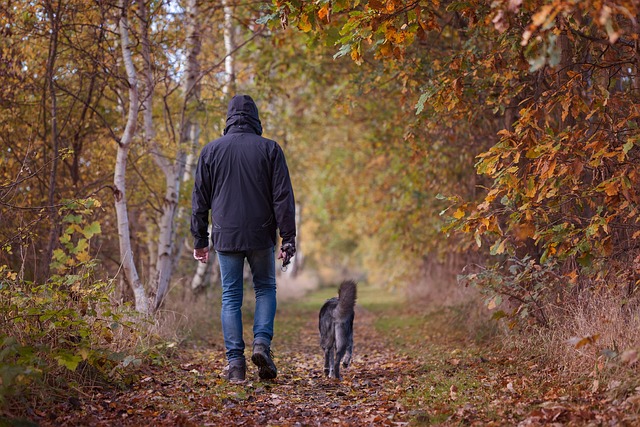 promenade en foret