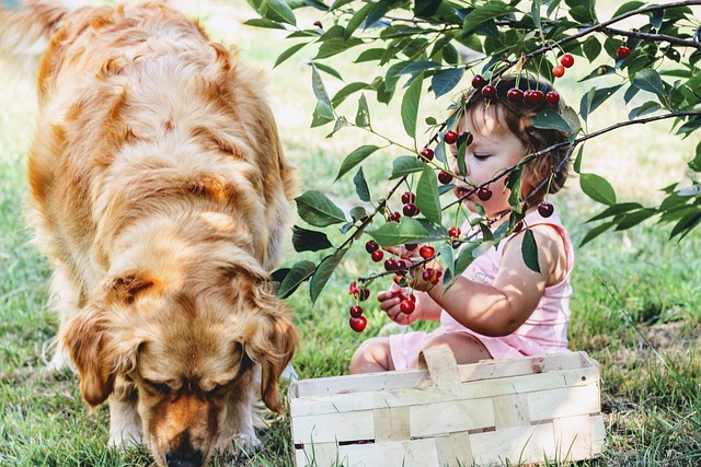aliments interdits au chien