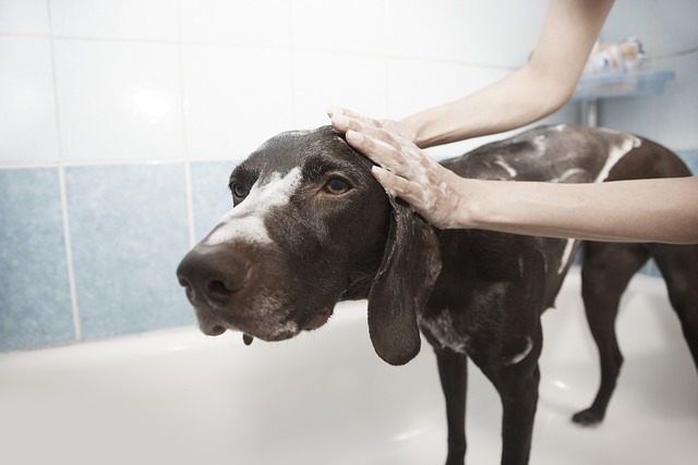 toilettage du chien