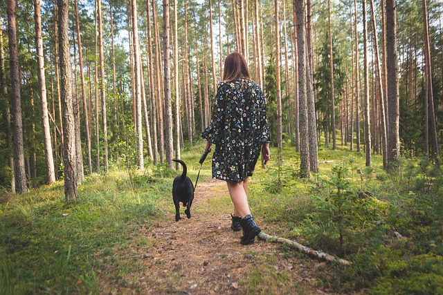 Promenade en forêt avec chien