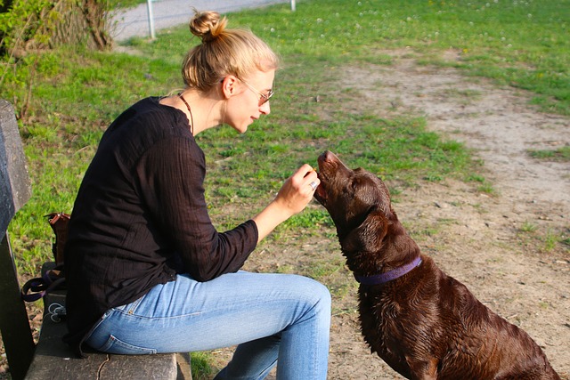 Récompenser son chien 