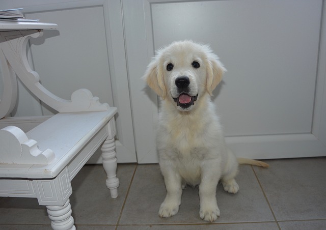 Apprendre à son chien à s'asseoir
